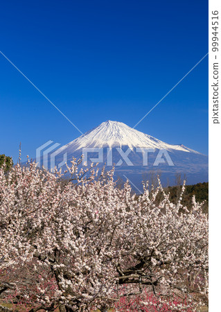 靜岡_富士山和梅林的絕景 靜岡_富士山和梅林的絕景 99944516