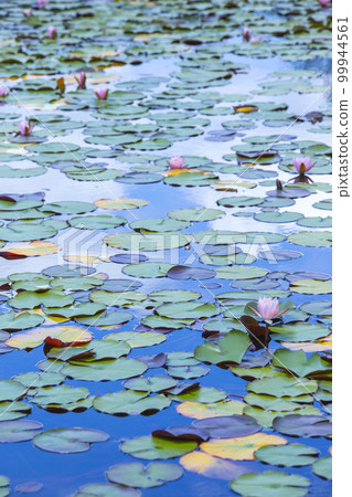 睡蓮盛開的池塘景觀 鳥取縣 Tanazugaike 池塘 睡蓮盛開的池塘景觀 鳥取縣 Tanazugaike 池塘 99944561