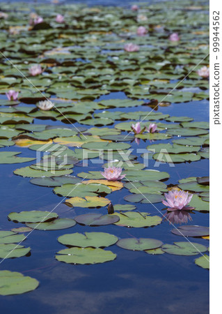 睡蓮盛開的池塘景觀 鳥取縣 Tanazugaike 池塘 睡蓮盛開的池塘景觀 鳥取縣 Tanazugaike 池塘 99944562