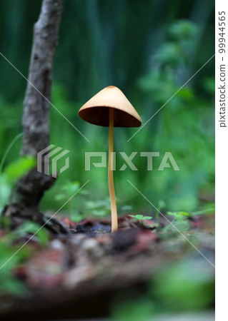 At the foot of the plants, on the soil, a figure of a monk-like figure of a mushroom with a languid thin handle (macro close-up image) At the foot of the plants, on the soil, a figure of a monk-like figure of a mushroom with a languid thin handle (macro close-up image) 99944565
