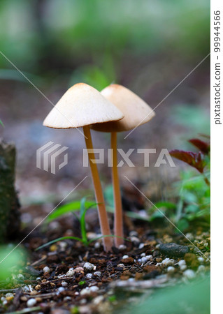 At the foot of the plants, the figure of the ascetic-like mushrooms snuggling up on the soil (macro close-up) 99944566
