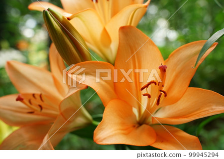 lily, lily garden, lily, lily, field, flower, flower garden, tokorozawa, tokorozawa lily garden, tokorozawa, nature, lots, carafe lily, lily garden, lily, lily, field, flower, flower garden, tokorozawa, tokorozawa lily garden, tokorozawa, nature, lots, carafe 99945294