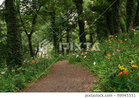 lily, lily garden, lily, lily, field, flower, flower garden, tokorozawa, tokorozawa lily garden, tokorozawa, nature, lots, carafe 99945331