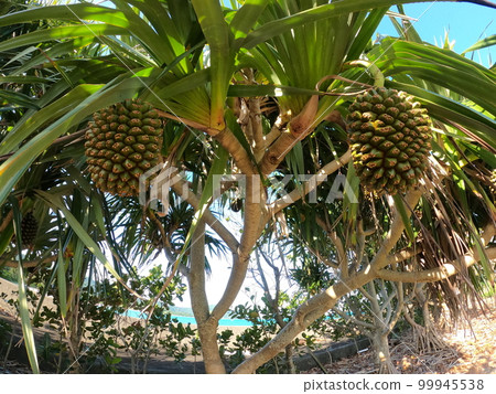 熱帶森林，露兜樹 99945538