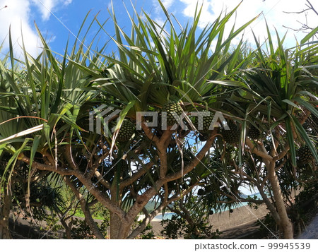 熱帶植物，露兜樹 99945539