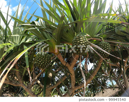 熱帶植物露兜樹 99945540