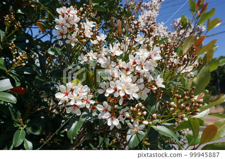 丁香花開 丁香花開 99945887