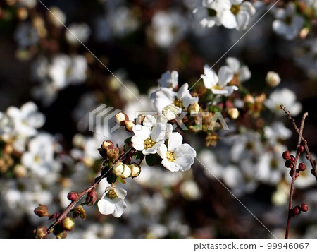 白花帶芽的柳枝（陽光下的雪柳） 99946067