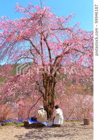 Akiruno City Cherry blossoms Akiruno City Cherry blossoms 99946187