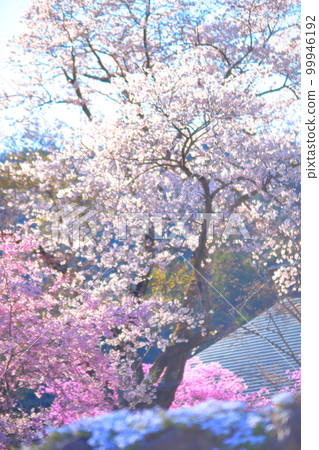 Akiruno City Cherry blossoms 99946192