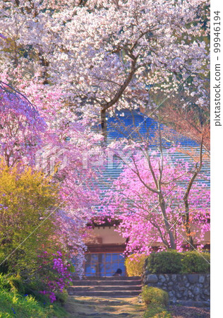 Akiruno City Cherry blossoms 99946194