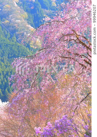 秋留野市櫻花 秋留野市櫻花 99946207