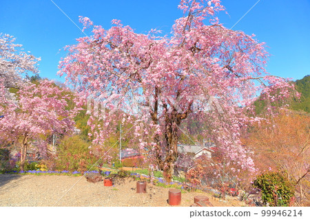 Akiruno City Cherry blossoms 99946214
