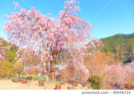 Akiruno City Cherry blossoms 99946216