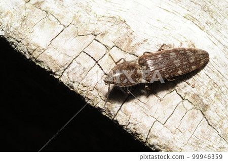 一種shifuri-mek 一種shifuri-mek 99946359