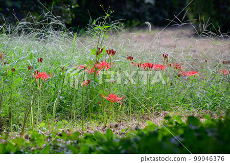 Cluster amaryllis of Zama city kanagisawa park 99946376