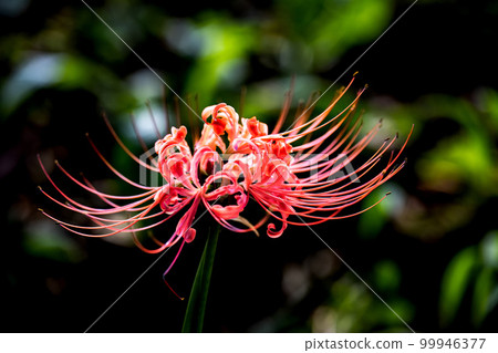 Cluster amaryllis of Zama city kanagisawa park 99946377