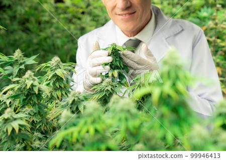 A male scientist inspects the gratifying leaves of cannabis plant. A male scientist inspects the gratifying leaves of cannabis plant. 99946413