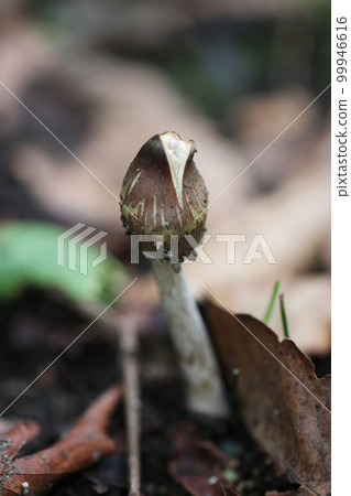 A Nayotake mushroom that begins to open its umbrella (macro close-up photography) A Nayotake mushroom that begins to open its umbrella (macro close-up photography) 99946616