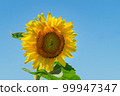 仲夏向日葵 99947347