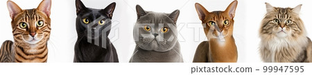 Cats group studio portrait shot photo set on white background Cats group studio portrait shot photo set on white background 99947595