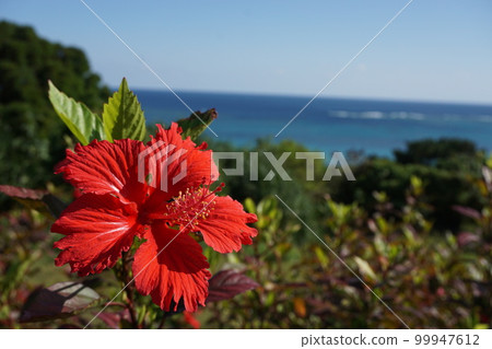 紅芙蓉 紅芙蓉 99947612