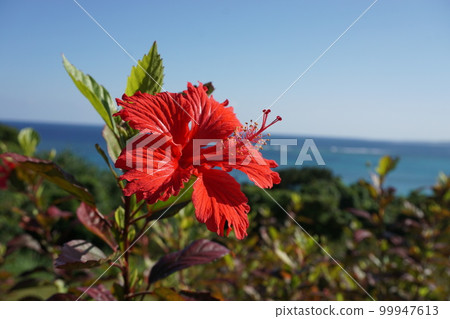 明亮的芙蓉 明亮的芙蓉 99947613