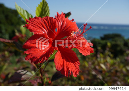 天空和芙蓉 天空和芙蓉 99947614
