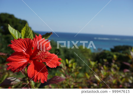 天空、大海和芙蓉 天空、大海和芙蓉 99947615