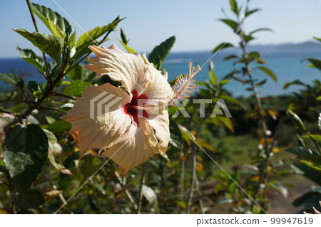 Hibiscus on Ishigaki Island 99947619