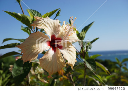 Cloudless sky and hibiscus 99947620