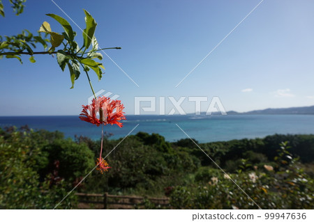 翡翠綠海芙蓉 99947636