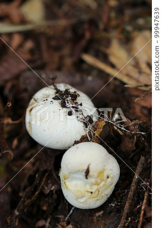 A young puffer mushroom growing wild in the forest that looks just like an edible white mushroom (photographed with a macro lens) 99947639