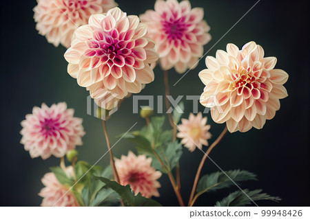 Ravishing digital illustration of blossom dahlia flowers garden. 99948426