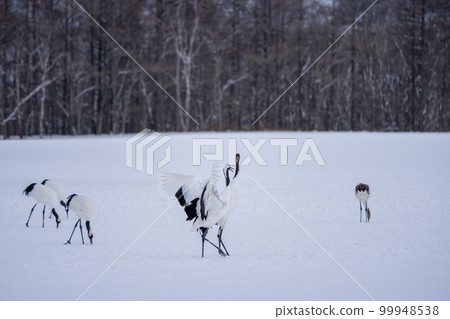 A group of red-crowned cranes stand in the snow for food or rest. 99948538