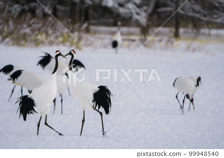 A group of red-crowned cranes stand in the snow for food or rest. 99948540