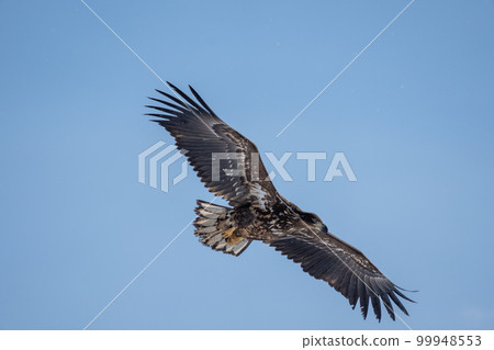 A white-tailed eagle soars in the blue sky. A white-tailed eagle soars in the blue sky. 99948553