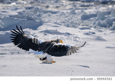Steller's sea eagle spread its wings and landed on the snow. Steller's sea eagle spread its wings and landed on the snow. 99948562