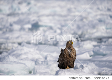 A white-tailed eagle stands on the snow. 99948573