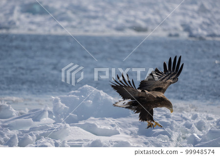 A white-tailed eagle is about to land on the snow. It holds a fish in its claws. 99948574