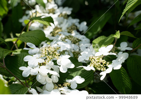 White Japanese Snowball hobblebush flowers. Highbush-Cranberry smooth hydrangea 99948689