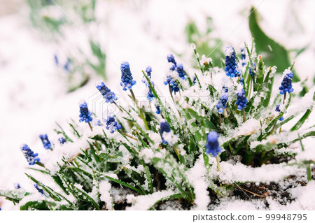 First Blue Grape Hyacinth. Flowers Muscari in spring garden under snow. 99948795