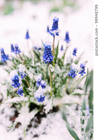 First Blue Grape Hyacinth. Flowers Muscari in spring garden under snow. 99948799