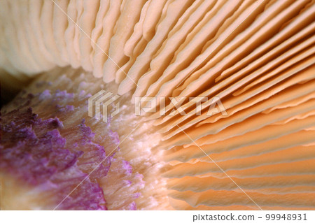 Wild Mushroom, Sierra de Guadarrama National Park, Spain 99948931