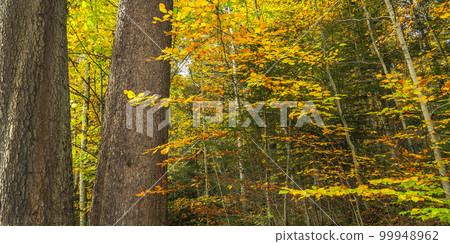 Autumn Mixed Forest, Oberammergau, Germany Autumn Mixed Forest, Oberammergau, Germany 99948962