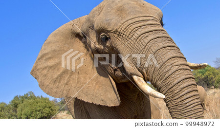Elephant, Wildlife Reserve, South Africa 99948972