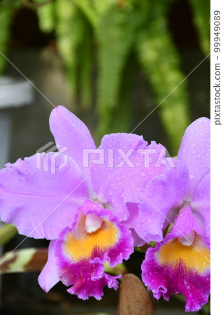 園藝冬季溫室 99949089