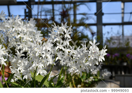 Gardening winter greenhouse Gardening winter greenhouse 99949093