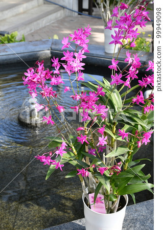 Gardening winter greenhouse 99949098