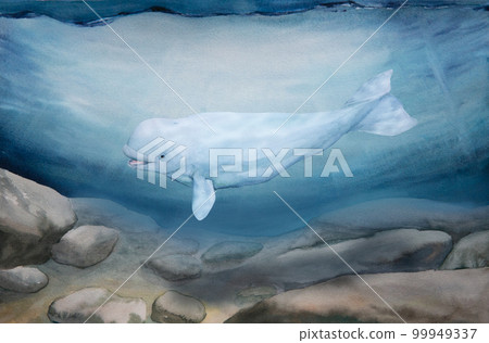 watercolor illustration of north sea landscape, underwater world, white wale 99949337